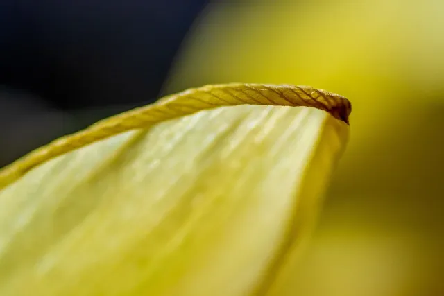 Slide background