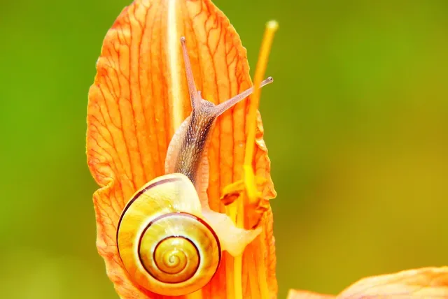 Slide background
