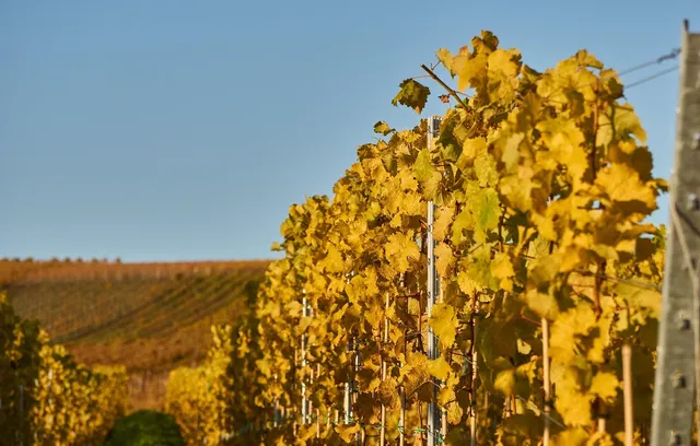 Inside The Winery SF. Photo credit: The Winery SF.
