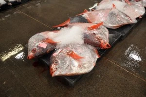 Opah—the frisbee of fish. Photo: Deston Nokes